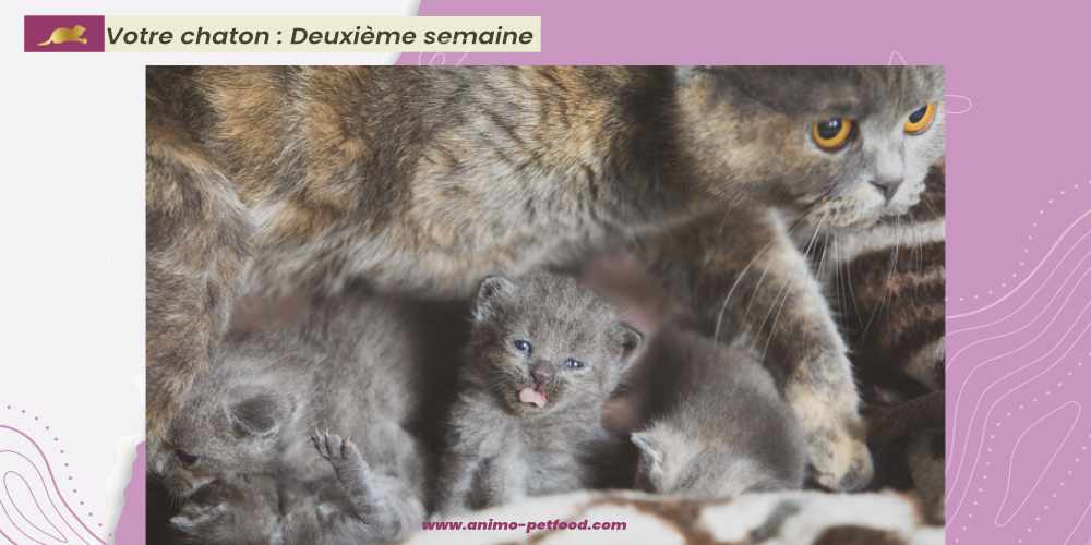 chaton-age-2-semaines